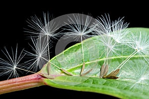 Dandelion seeds on green leaf