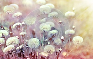 Dandelion seeds illuminated by sun rays