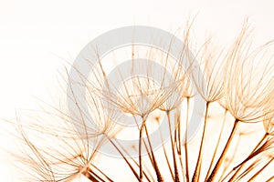 Dandelion seeds on light background