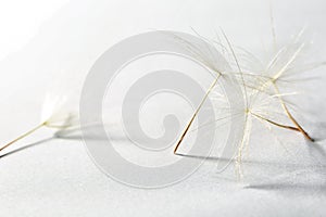 Dandelion seeds on light background