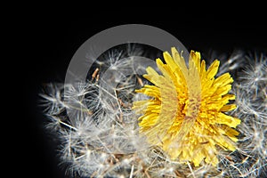 Dandelion flower and its seeds on a black background photo