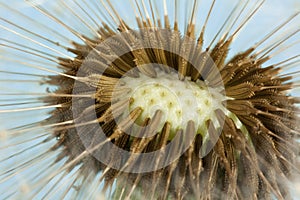 Dandelion seeds (macro)