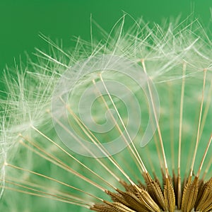 Dandelion seeds (macro)