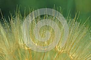 Dandelion seeds macro