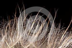 Dandelion seeds macro