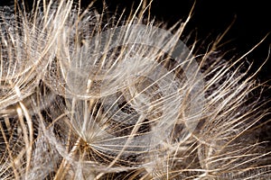 Dandelion seeds macro