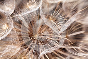 Dandelion seeds macro