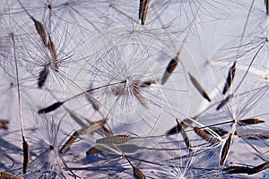 Dandelion seeds macro ease