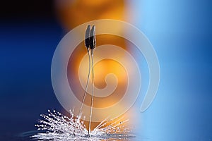 Dandelion seeds macro