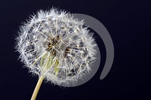 Dandelion seeds macro flower