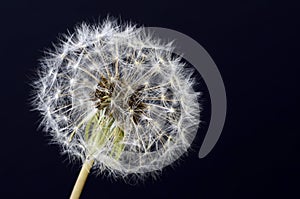 Dandelion seeds macro flower