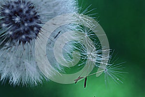 Dandelion seeds macro white flower