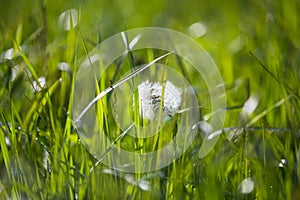 Dandelion Seeds with Morning Dew in Green Field in Spring