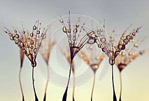 Dandelion Seeds with the morning drops of dew.