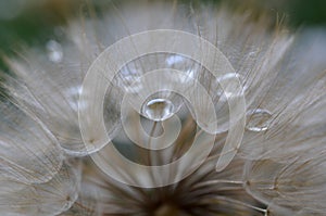 Dandelion Seeds with the morning drops of dew