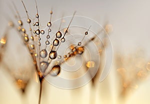 Dandelion Seeds with the morning drops of dew.