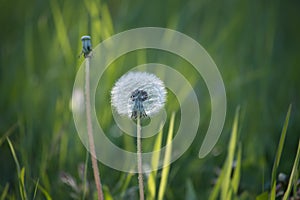 Dandelion seeds in the morning sunlight