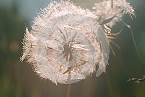 Dandelion seeds in the morning sunlight.