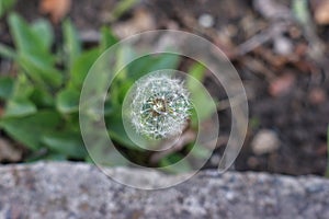 Dandelion seeds in the morning sunlight blowing