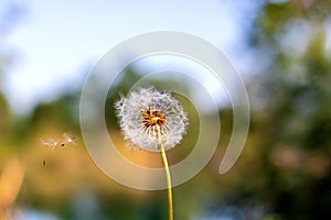 Dandelion seeds in the morning sunlight blowing away across