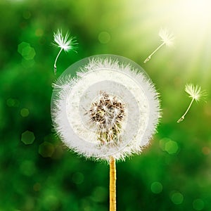 Dandelion seeds in the morning sunlight blowing away across