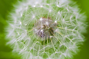 Dandelion seeds in the morning sunlight blowing away across a fr