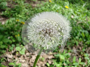 Dandelion seeds in the morning sunlight blowing away across a fresh green