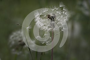 Dandelion seeds in the morning sunlight blowing away across a fresh green background