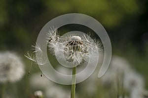 Dandelion seeds in the morning sunlight blowing away across a fresh green background