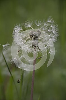 Dandelion seeds in the morning sunlight blowing away across a fresh green background