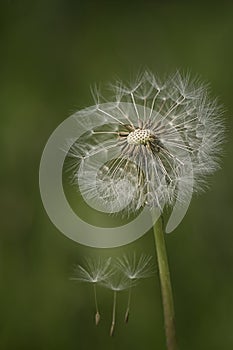 Dandelion seeds in the morning sunlight blowing away across a fresh green background