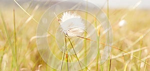 Dandelion seeds in the morning sunlight blowing away across a fresh green background