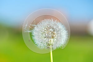 Dandelion seeds in the morning sunlight blowing away across a fresh green background