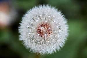 Dandelion seeds in the morning sunlight blowing away across a fresh green background