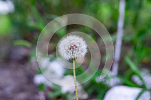 Dandelion seeds in the morning sunlight blowing away across a fresh green background