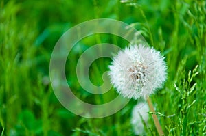 Dandelion seeds in the morning sunlight blowing away across a fresh green background