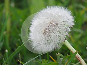 Dandelion seeds in the morning sunlight blowing away across a fresh green background