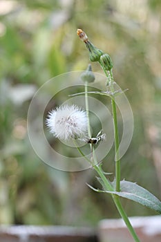 Dandelion seeds in the morning sunlight blowing away across a fresh green background