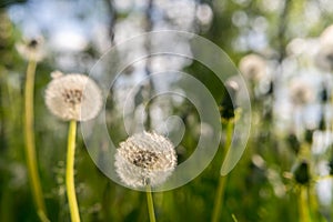 Dandelion seeds in the morning sunlight blowing away across a fresh green background