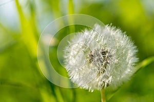 Dandelion seeds in the morning sunlight blowing away across a fresh green background