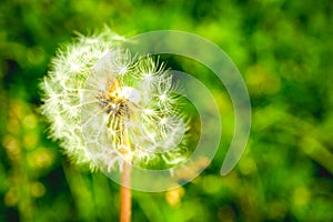 Dandelion clock in morning sun