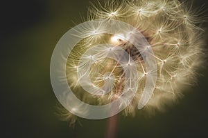 Dandelion clock in morning sun