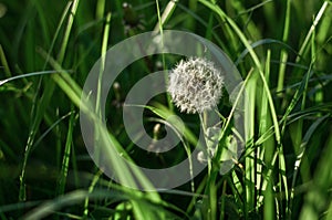 Dandelion seeds in the morning sunlight blowing away across a fresh green background. Summer and nature concept