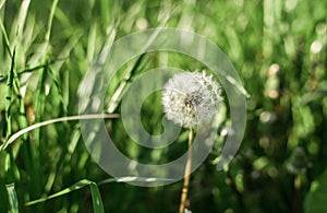 Dandelion seeds in the morning sunlight blowing away across a fresh green background. Summer and nature concept