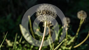 Dandelion seeds in the morning sunlight blowing away across a fresh green background. Summer and nature concept