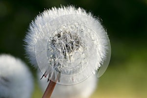 Dandelion seeds in the morning sunlight with blurry green background, Peaceful natural of wild flowers