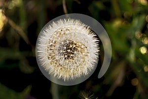 Dandelion, seeds, nature, flowering