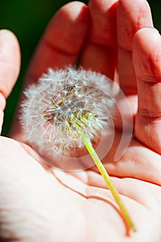 Dandelion seeds in the palm of a hand, protection and insurance concept