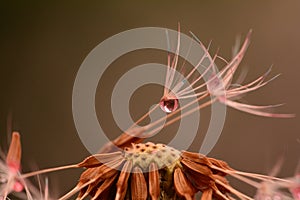 Dandelion seeds pink droplet