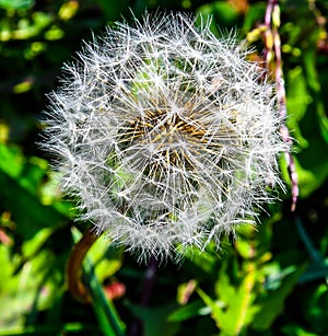 Dandelion Seeds Preparing to Fly